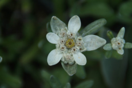 Leontopodium alpinum Edelweiss bestellen